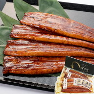 国産うなぎの蒲焼き 大容量1.2Kg 福箱（5〜7尾入）タレ・山椒付き 自社養殖 土用丑の日 お祝い 熊本産