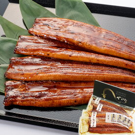 国産うなぎの蒲焼き 大容量1.2Kg 福箱（5〜7尾入）タレ・山椒付き 自社養殖 土用丑の日 お祝い 熊本産