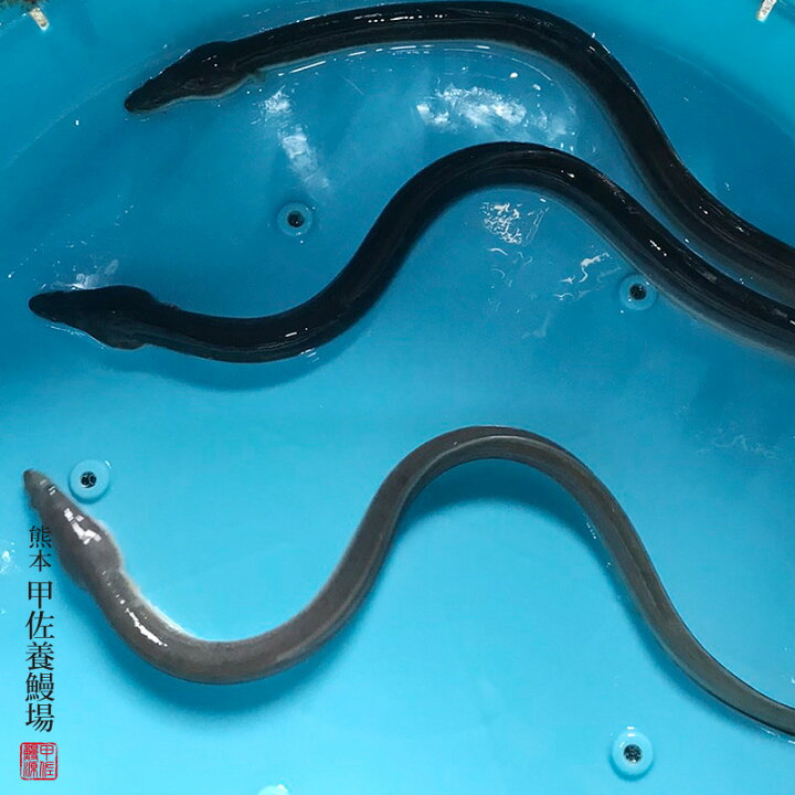 楽天市場】うなぎ 生きてるウナギ 観賞用うなぎ ペット（甲佐養鰻場 
