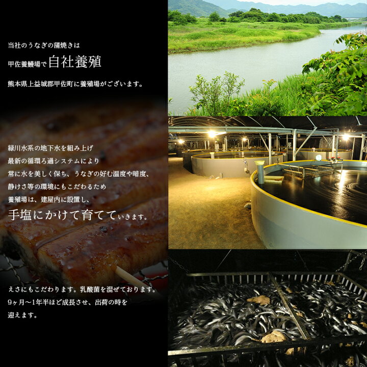 楽天市場 活きてるウナギ 観賞用うなぎ 甲佐養鰻場より直送 ３尾 １尾 死着保証 期間限定販売 うなぎ 活鰻 観賞魚 わくわく倶楽部