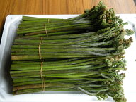 ［予約］岩手県遠野産【生わらび】 1kg【5月上旬頃発送開始予定】【アグリコマガタ】