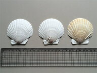 ほたて貝殻皿（最大径約9.5cm・100枚）【ふるさと物産】