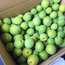 岩手県軽米町産　豊後梅3kg［予約］[収穫が始まりました]]【（株）軽米町産業開発】