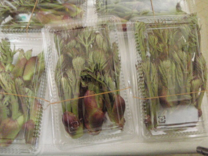 楽天市場】天然タラの芽 300g［予約販売］［4月下旬頃発送予定 