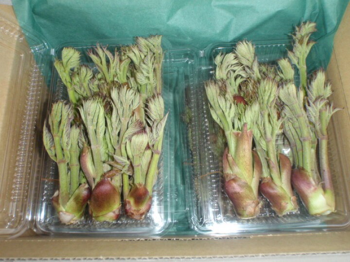 楽天市場】天然タラの芽 300g［予約販売］［4月下旬頃発送予定 