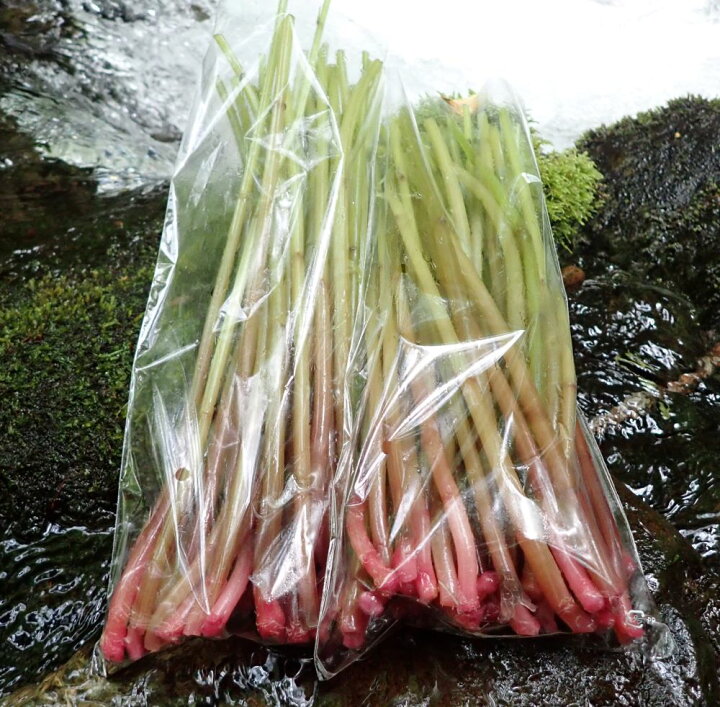 楽天市場】天然ミズ（赤ミズ）（ウワバミソウ科） 500g［予約販売 