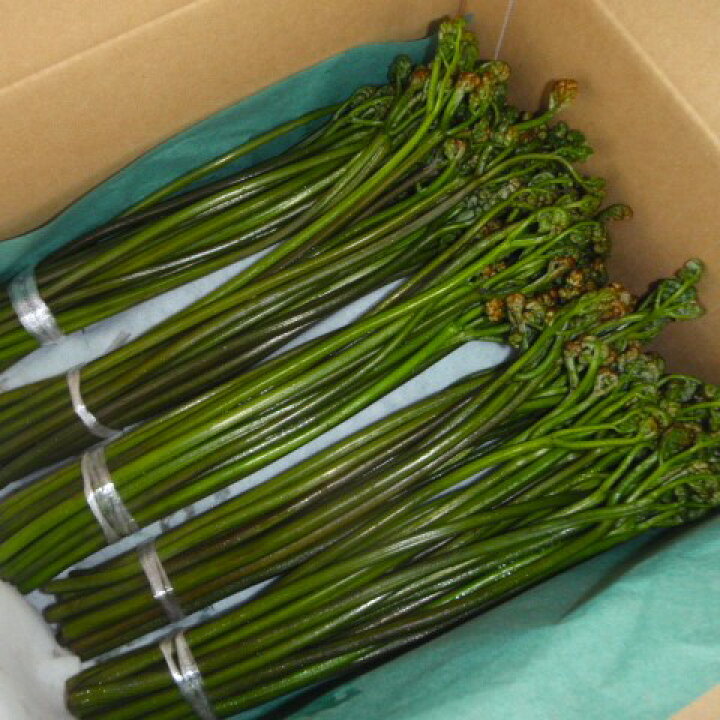 楽天市場】天然わらび 2kg [予約注文]［5月下旬から6月上旬発送予定 