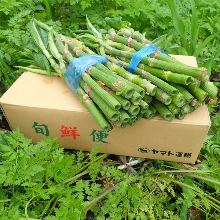 楽天市場】大イタドリ（スカンポ）1kg［予約販売］［4月下旬発送開始 