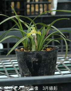 mnV@10.5cm|bgc10|bgZbgy܍؁z