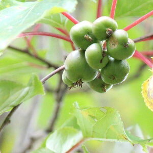 mnTiV@10.5cm|bgc2|bgZbgy܍؁z