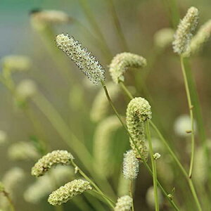 mn䔒ԃRE@10.5cm|bgc10|bgZbgy܍؁z