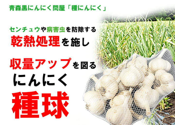 楽天市場】にんにく 種子用 青森産 L玉 1kg 青森にんにく 乾熱処理 
