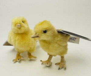 yēׂ܂zy[znT qRHANSA CHICKЂ悱̂ʂ