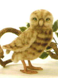 yc1_zyēׂ܂znTAitNE HANSA@BURROWING OWLȂӂ낤̂ʂ