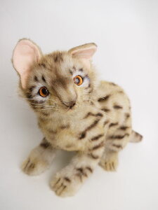 yc1_znT xK}lR HANSA LEOPARD CAT xK}lR̂ʂ 35cm