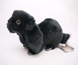 yēׂ܂zy[znTz[hbvHANSA BK33LOP EARED B.̂ʂ