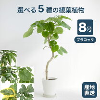 楽天市場】曲がり ウンベラータ 8号の通販