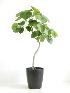 ウンベラータ 大型 10号 観葉植物」の人気商品一覧・価格比較 - 価格.com
