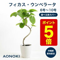 ＼エントリーでポイント5倍／AONOKI ウンベラータ 曲がり 観葉植物 ギフト 開店祝い 新築祝い 引っ越し祝…