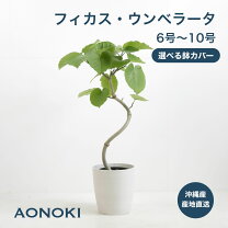楽天市場】フィカス ウンベラータ 大型の通販