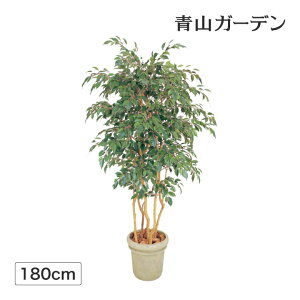 目隠し 観葉植物の人気商品 通販 価格比較 価格 Com