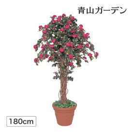 楽天市場 ブーゲンビリア 鉢植えの通販 楽天市場 ブーゲンビリア 鉢植えの通販