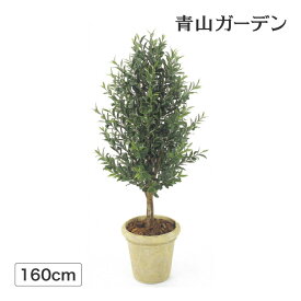 楽天市場 鉢植え 木 目隠し 種類 植物 オリーブ の通販
