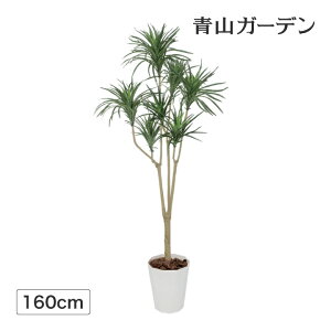 観葉植物 コンシンネの人気商品 通販 価格比較 価格 Com