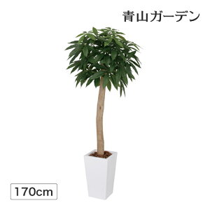 目隠し 観葉植物の人気商品 通販 価格比較 価格 Com 目隠し 観葉植物の人気商品 通販 価格比較 価格 Com