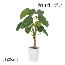 楽天市場 クワズイモ 花 ガーデン Diy の通販