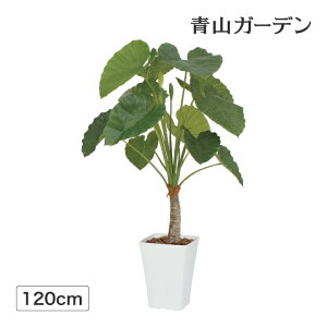 目隠し 観葉植物の人気商品 通販 価格比較 価格 Com