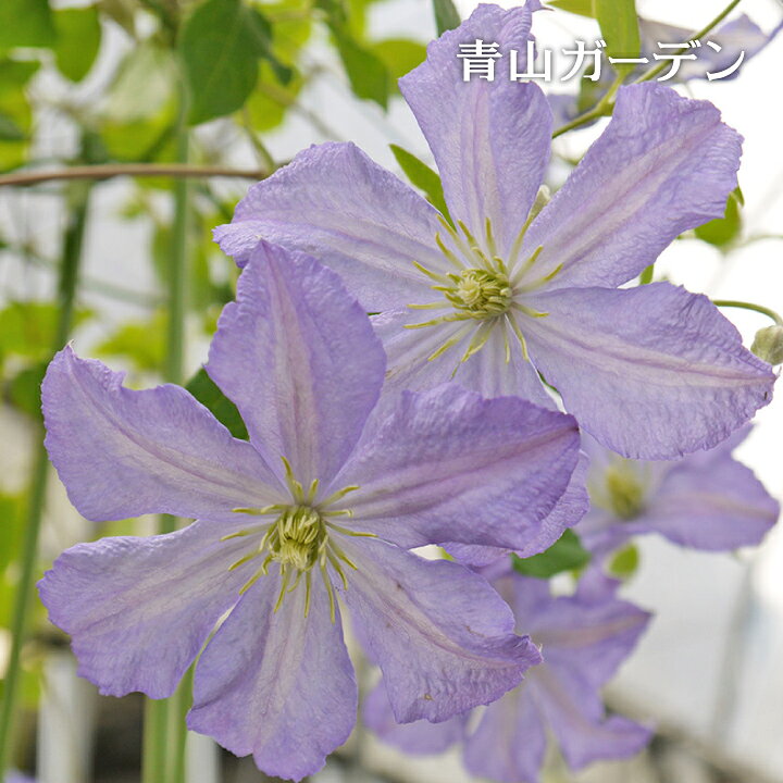楽天市場 クレマチス 苗 大鉢 プリンス チャールズ ビチセラ系 B 青山ガーデン 楽天市場 クレマチス 苗 大鉢 プリンス チャールズ ビチセラ系 B 青山ガーデン