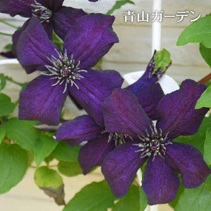 楽天市場 クレマチス 苗 大鉢 ダーク アイズ B 青山ガーデン 楽天市場 クレマチス 苗 大鉢 ダーク アイズ B 青山ガーデン