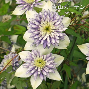 種 クレマチス苗 苗の人気商品 通販 価格比較 価格 Com