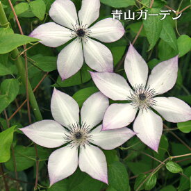 楽天市場 クレマチス 苗の通販