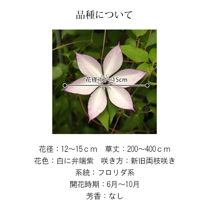 楽天市場 クレマチス 苗 大鉢 フォンド メモリーズ B 青山ガーデン 屋外家具 ライト