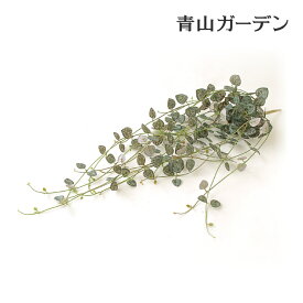 楽天市場 ハートカズラ 花 観葉植物 花 ガーデン Diy の通販