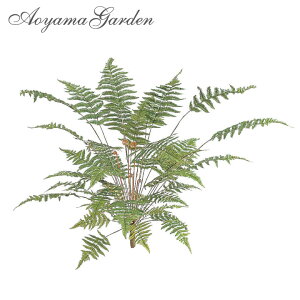 観葉植物 シダ植物の通販 価格比較 価格 Com