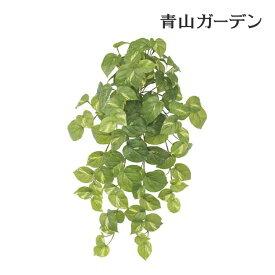 楽天市場 下草 種類 植物 ポトス 花 観葉植物 花 ガーデン Diy の通販