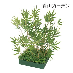 観葉植物 竹の人気商品 通販 価格比較 価格 Com