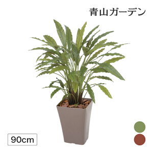 カラテア 花 観葉植物の人気商品 通販 価格比較 価格 Com