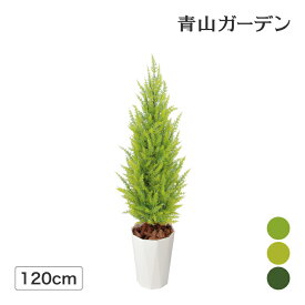 楽天市場 ゴールドクレスト 花 ガーデン Diy の通販