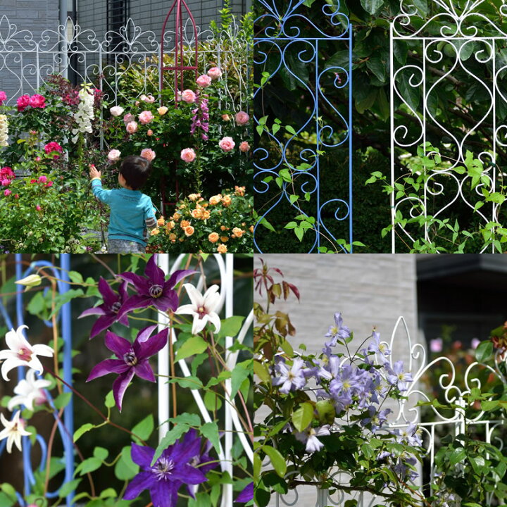 楽天市場】トレリス フェンス バラ クレマチス 誘引 つる性 目隠し 目 