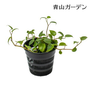 庭池 水草 水辺 植え付け 水生植物 かご 水まわり ウォーターアクセサリー 業務用 タカショー / 池用植物カゴ(丸小) /小型 (rco)