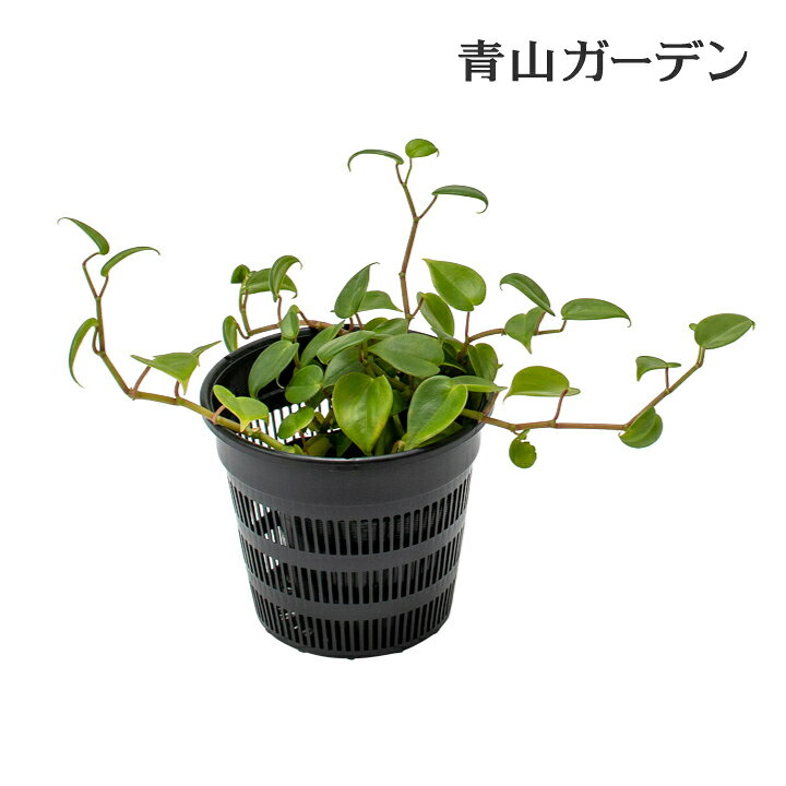 楽天市場 クーポン配布中 庭池 水草 水辺 植え付け 水生植物 かご 水まわり ウォーターアクセサリー 業務用 タカショー 池用植物カゴ 丸小 A 青山ガーデン 屋外家具 ライト
