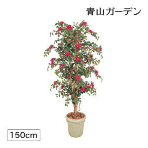 ブーゲンビリア 鉢の人気商品 通販 価格比較 価格 Com