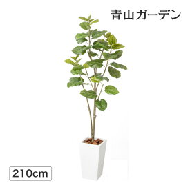 【スーパーSALE期間中10%OFF】人工観葉植物 造花 業務用 施設 オフィス 店舗 装飾 フェイク グリーン リアル 飾り タカショー / ウンベラータ 2.1m /大型 (rco)