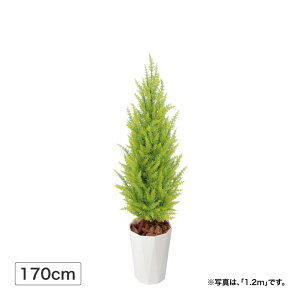 lHϗtA  Ɩp { ItBX X  tFCN O[ A  ^JV[ / S[hNXg S[h 1.7m (lHA) /^ (rco)