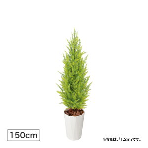 lHϗtA  Ɩp ItBX X  tFCN O[ A  / S[hNXg S[h 1.5m (lHA) /^ (rco)