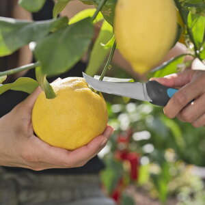 iCt E  } GARDENA Kfi ^JV[ / nނ\iCt VeggieCut 84mm XeXn /^ (rco)